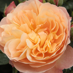 Róże ogrodowe - róża nostalgie - pomarańczowy - Rosa  Natalija™ - róża z dyskretnym zapachem - PhenoGeno Roses - nowy wyrób